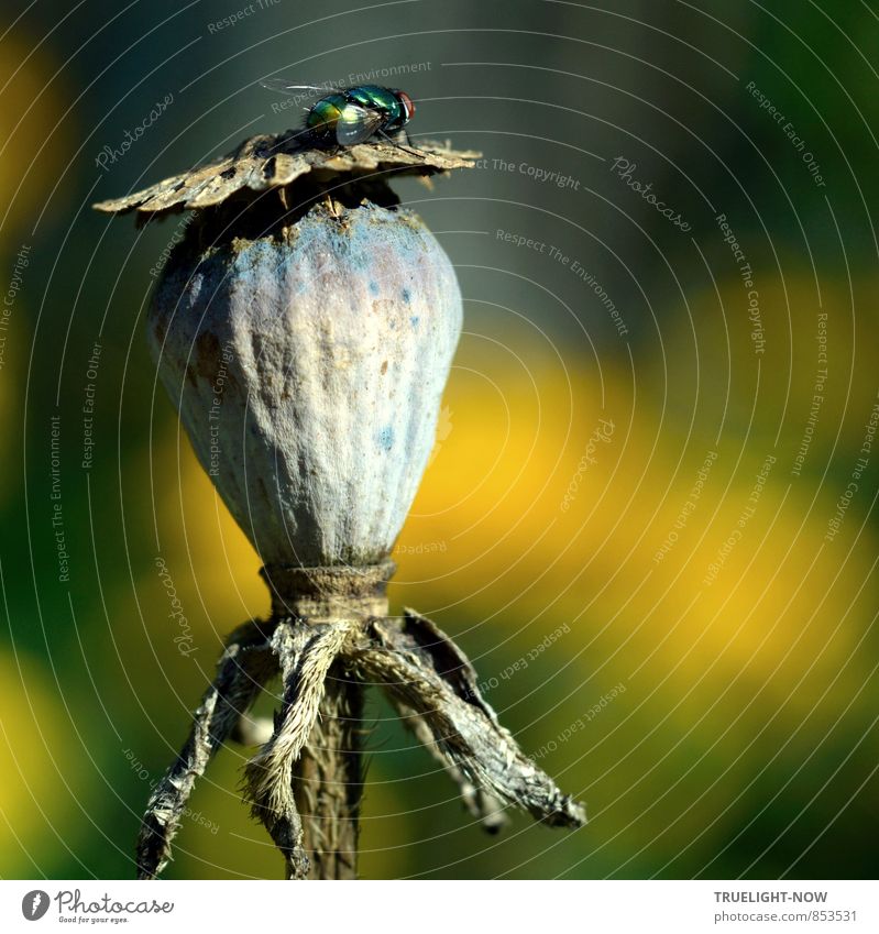 Glänzender Gast 2... Natur Pflanze Tier Sonne Sommer Schönes Wetter Mohnkapsel Garten Fliege beobachten Fressen glänzend genießen leuchten träumen blau braun