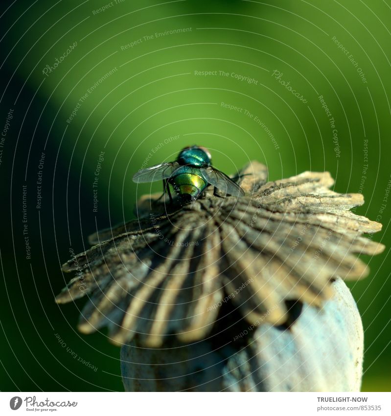 Glänzender Gast 3... Natur Pflanze Tier Sonnenlicht Sommer Wärme Blume exotisch Mohnkapsel Staudenmohn Garten Fliege beobachten Fressen glänzend leuchten sitzen