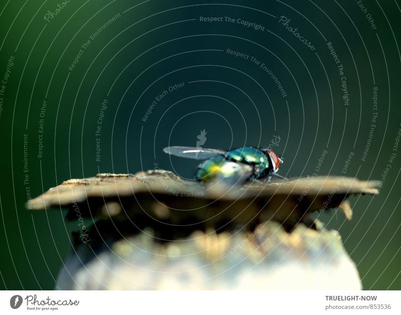Glänzender Gast 1... Pflanze Tier Sommer Schönes Wetter exotisch Mohnkapsel Garten Fliege genießen träumen dehydrieren ästhetisch außergewöhnlich Ferne glänzend