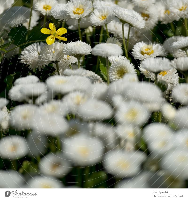 Monokultur (nicht ganz) Umwelt Natur Pflanze Frühling Sommer Blume Blüte Garten Park Blühend Duft gelb weiß außergewöhnlich gleich Verschiedenheit einzeln