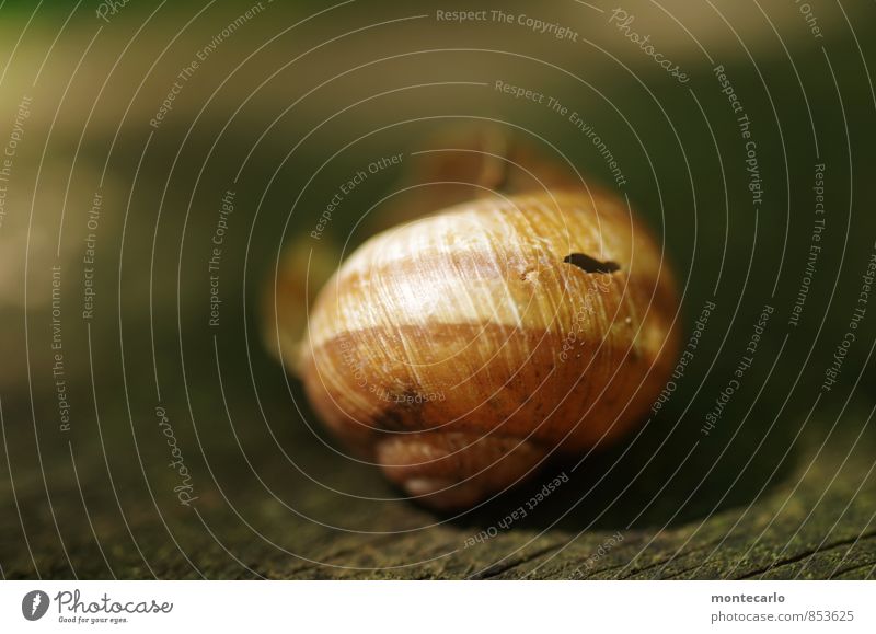 verlassen Umwelt Natur Pflanze Baum Schneckenhaus 1 Tier alt dünn authentisch einzigartig kaputt nah natürlich rund wild braun Farbfoto mehrfarbig Außenaufnahme