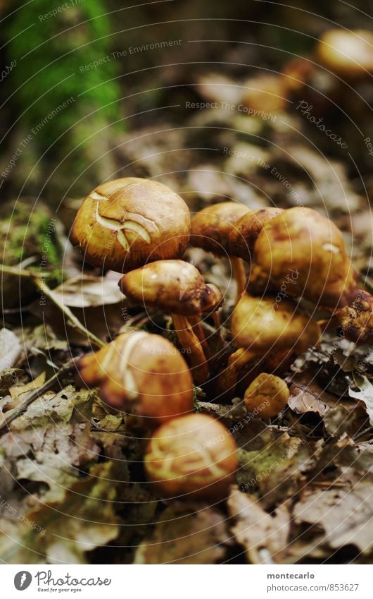 tarnung ist alles Umwelt Natur Erde Herbst Pflanze Sträucher Moos Wildpflanze Pilz Waldboden entdecken wandern Duft dünn authentisch einfach frisch kaputt klein