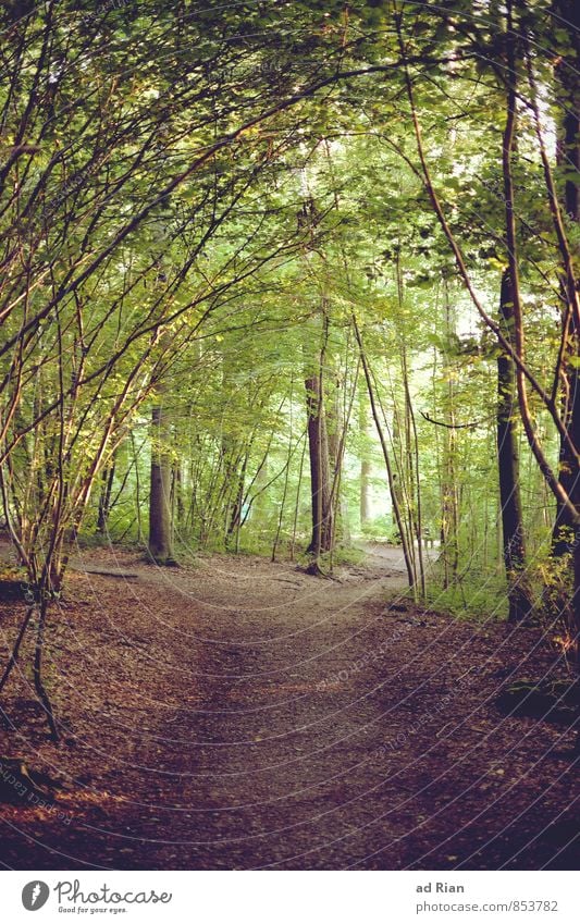 Outer (City) Space Freizeit & Hobby Jagd wandern Natur Landschaft Sommer Baum Gras Wildpflanze Park Wald Hügel Verkehrswege Fußgänger Wege & Pfade Wegkreuzung