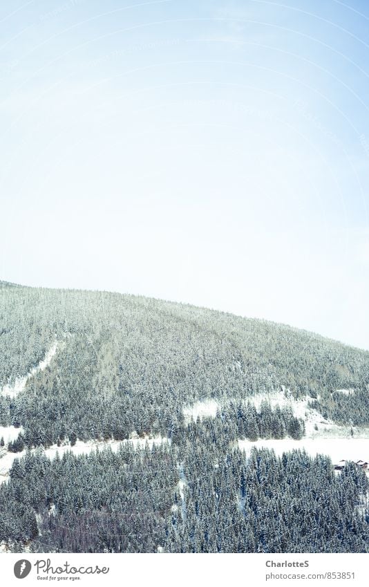 Waldspuren I Abenteuer Ferne Freiheit Winter Schnee Winterurlaub Berge u. Gebirge wandern Landschaft Schönes Wetter Eis Frost Schneefall Baum Hügel Alpen Gipfel