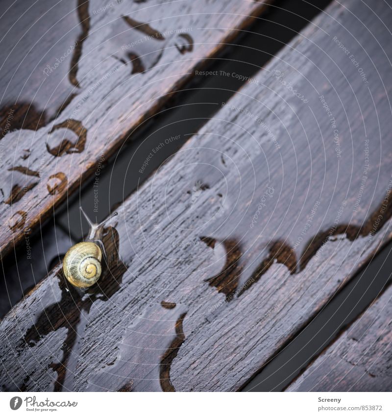 Bei Nässe Rutschgefahr! Natur Pflanze Wasser Frühling Sommer Herbst schlechtes Wetter Regen Tier Schnecke 1 Tierjunges Holz klein nass braun gelb gefährlich