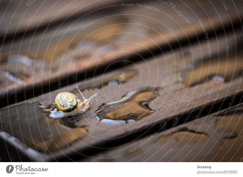 Auf trockenen Wegen... Natur Tier Wasser Frühling Sommer schlechtes Wetter Regen Schnecke 1 Tierjunges Holz klein nass braun gelb Geborgenheit Gelassenheit