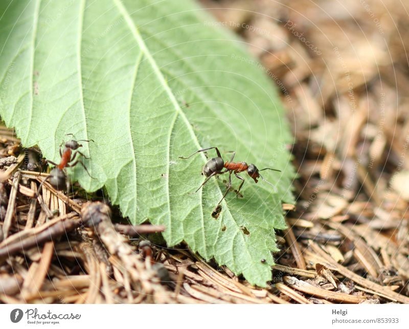 winzige Waldbewohner... Umwelt Natur Pflanze Tier Sommer Schönes Wetter Blatt Tannennadel Wildtier Ameise Waldameise 2 Arbeit & Erwerbstätigkeit Bewegung gehen