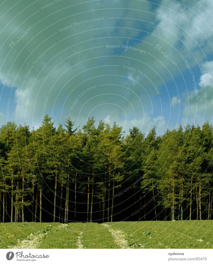 Am Waldrand stehn Baumkrone Frühling aufwachen Himmel wahrnehmen schön Gefühle Feld Landwirtschaft Wolken Wiese Erholung Ferne grün Thüringer Wald Fichte Tanne