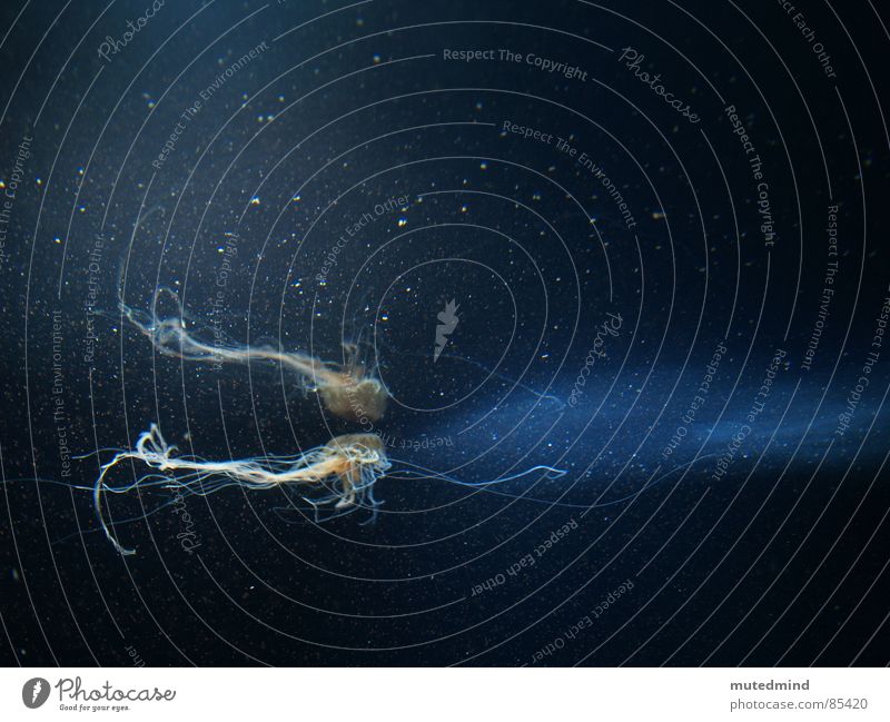 Unterwasser ist Überwasser Qualle Aquarium Tier Spiegelbild Fisch Meer Wasser Unterwasseraufnahme blau Linie