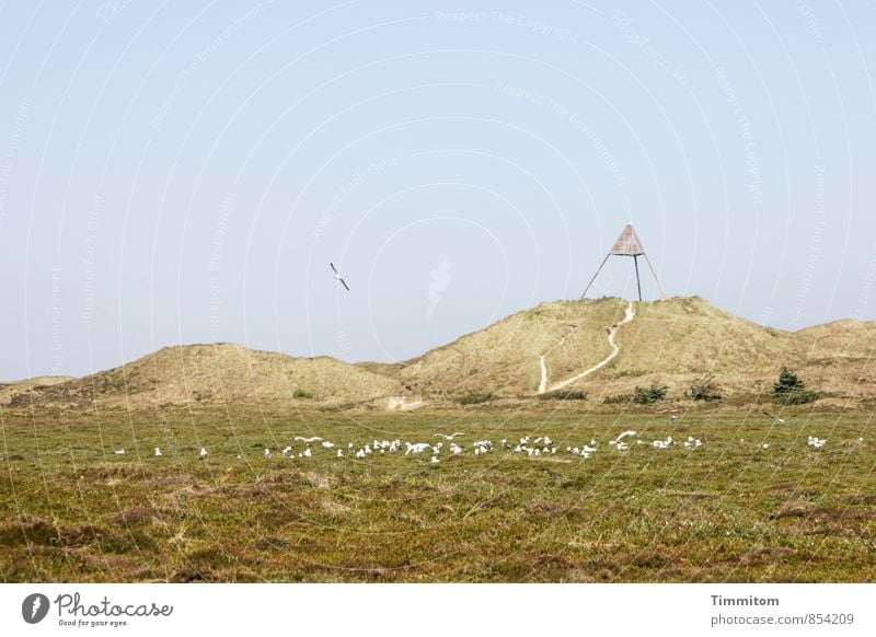 Flugplatz Ferien & Urlaub & Reisen Umwelt Natur Landschaft Pflanze Tier nur Himmel Sommer Schönes Wetter Düne Dänemark Seezeichen Möwe Tiergruppe fliegen warten