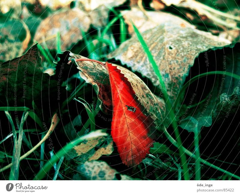 Individualist Blatt Wiese Gras grün rot Halm Pflanze Umwelt Herbst welk Kompost schön Rebell Rascheln Haufen Grünfläche Pflanzenteile Wildpflanze Naturphänomene