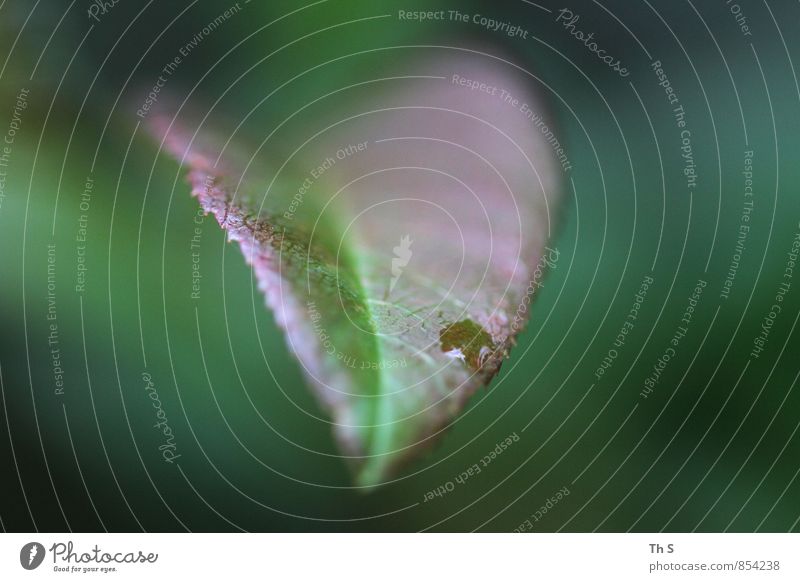 Blatt Natur Pflanze Frühling Sommer ästhetisch authentisch einfach elegant frisch nass natürlich schön grün Zufriedenheit Erholung Gelassenheit ruhig harmonisch