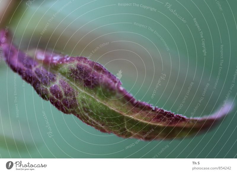 Blatt Natur Pflanze Frühling Sommer Herbst Bewegung ästhetisch authentisch einfach elegant natürlich grün violett Zufriedenheit schön Farbe Gelassenheit Idylle