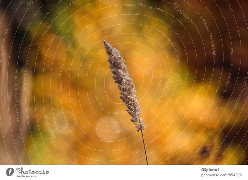 Grasähre im Herbst Natur Pflanze Schönes Wetter Wiese braun mehrfarbig gelb orange Idylle Herbstbeginn Herbstfärbung vertrocknet Samen Farbfoto Außenaufnahme