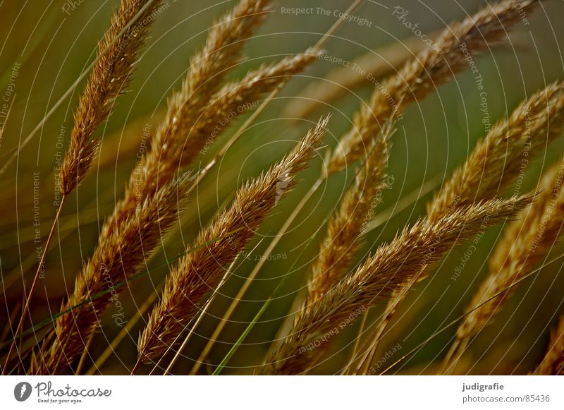 Gras gelb Stengel Halm Ähren glänzend schön weich Rauschen Wiese zart beweglich sensibel federartig Sommer Vergänglichkeit gold orange Wind Pollen rispe rispen