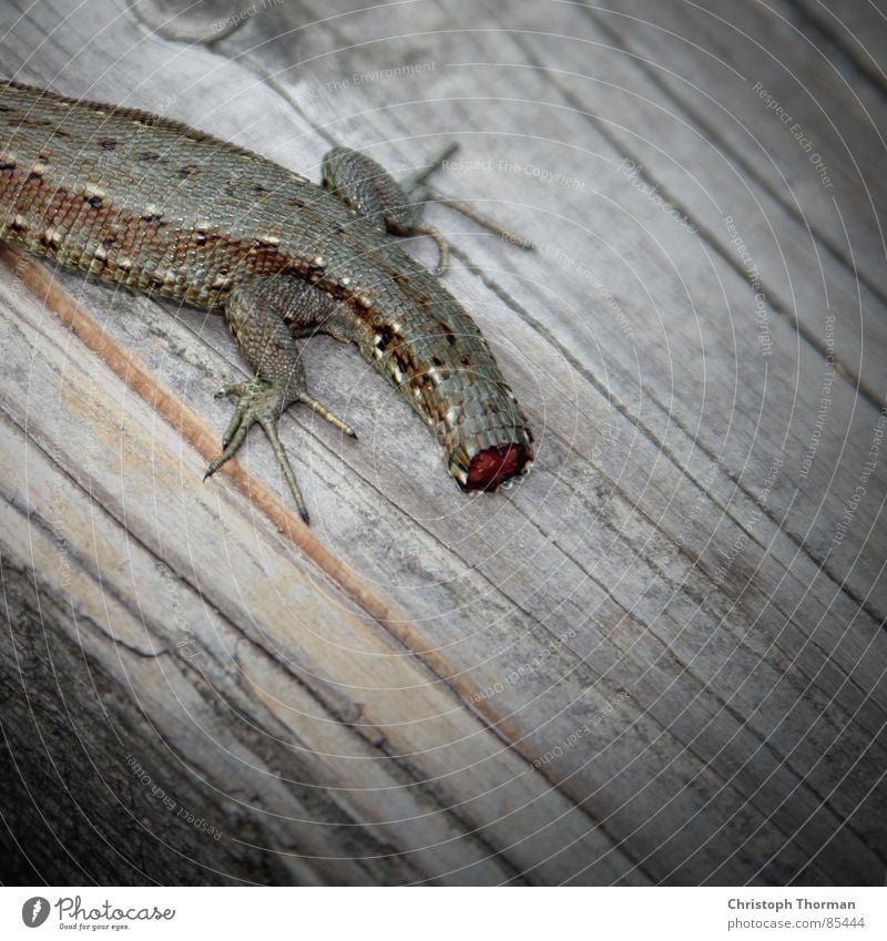 Schwanz ab! Wachstum Tier Verstümmelung Muster Echte Eidechsen Echsen Reptil Wunde Erneuerung Neuanfang Krallen grün braun Holz Balken Vignettierung Lebewesen