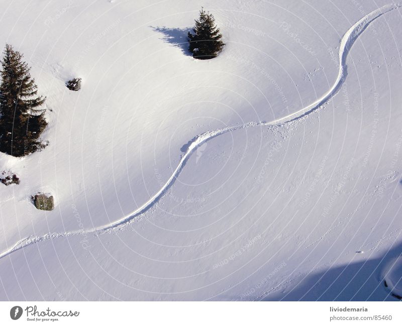 freerida Schneespur Jahreszeiten Freestyle Belichtung Winterurlaub Tiefschnee Pulverschnee leer prächtig Baumstamm Schneeschmelze Fährte Sport Schatten