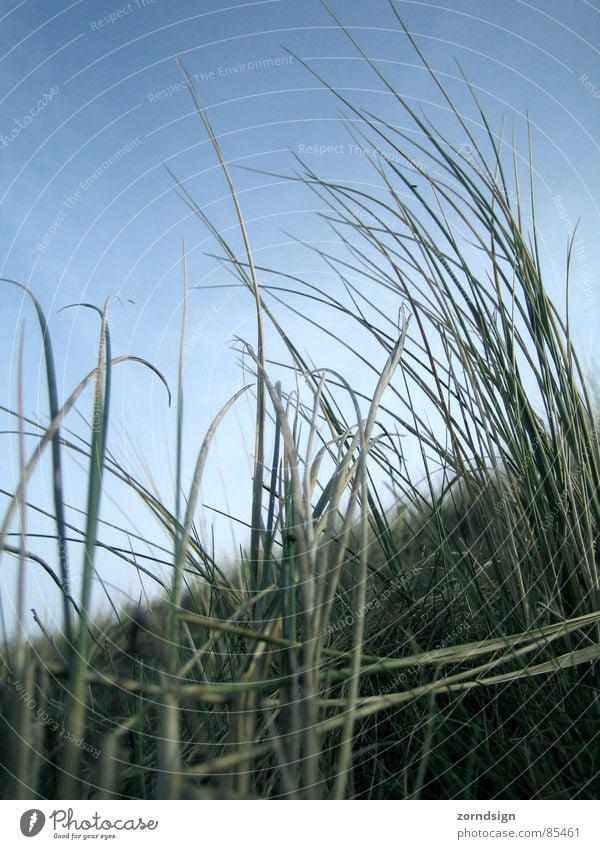 Blu Gras Halm Stroh Wiese Borkum Strand Küste Wind Stranddüne Nordsee