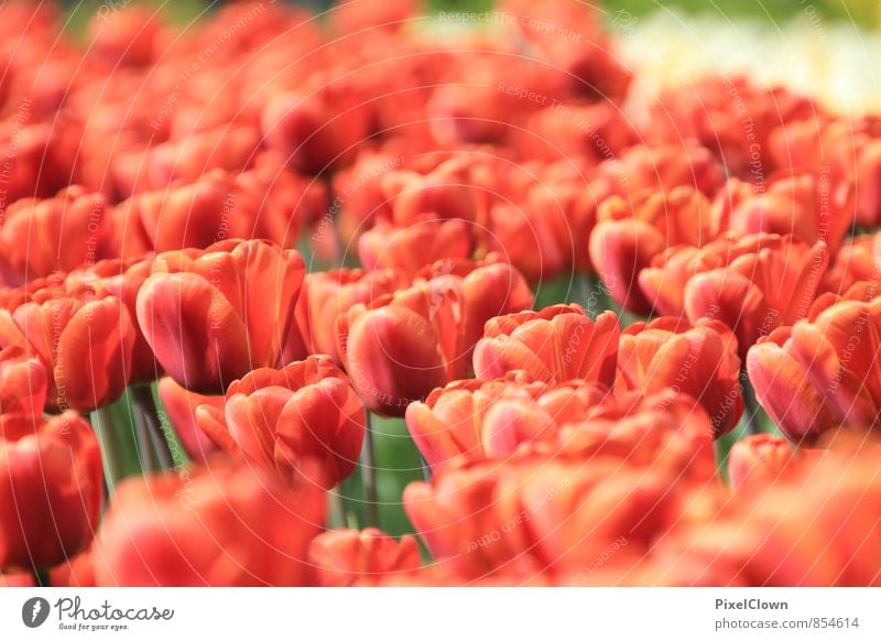 Tulpen Lifestyle Stil schön Freizeit & Hobby Garten Natur Pflanze Tier Sommer Blume Blatt Blüte Nutzpflanze Park Blühend träumen Duft Glück orange rot Gefühle