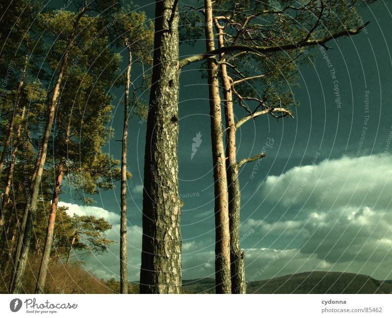 Da wo der Wald beginnt Baumkrone Licht aufwachen Himmel wahrnehmen schön Gefühle Landwirtschaft Wolken Erholung Ferne grün Thüringer Wald Waldrand Fichte Tanne