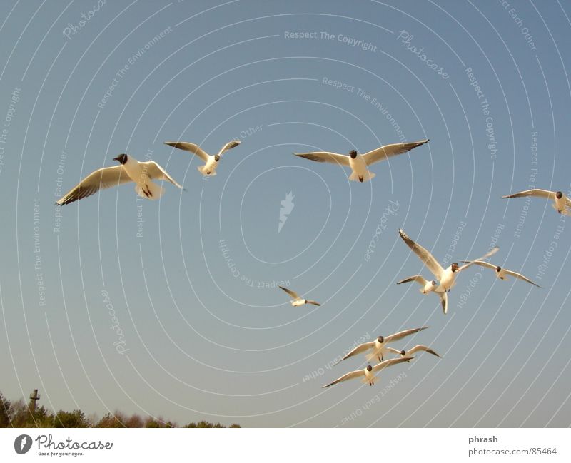 möwen Swinemünde Tier Vogel Himmel polnische ostsee möven Ostsee Polen Freiheit Firmament Himmelszelt