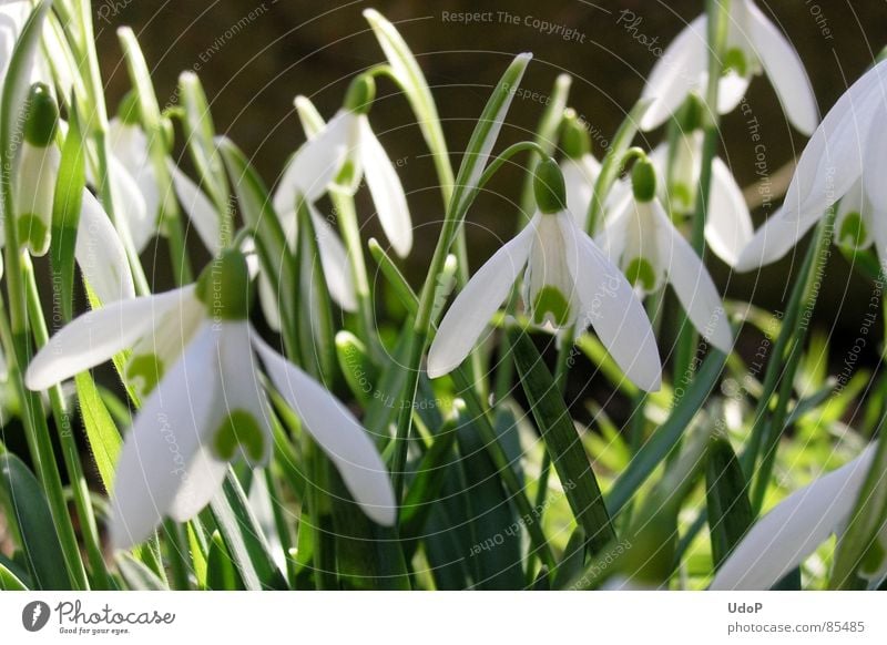 Kling, Glöckchen, klingelingeling mehrere Schneeglöckchen grün Gegenlicht durchscheinend Frühling Frühblüher lichtvoll weiß Makroaufnahme Nahaufnahme viele