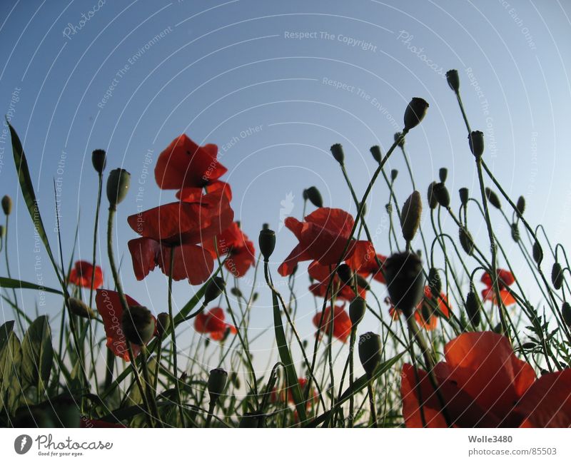 Mohnzauber Mohnfeld rot Sonnenuntergang Sommer Blüte Himmel Stengel Himmelskörper & Weltall Abend Himmelszelt Sternenzelt rot färben