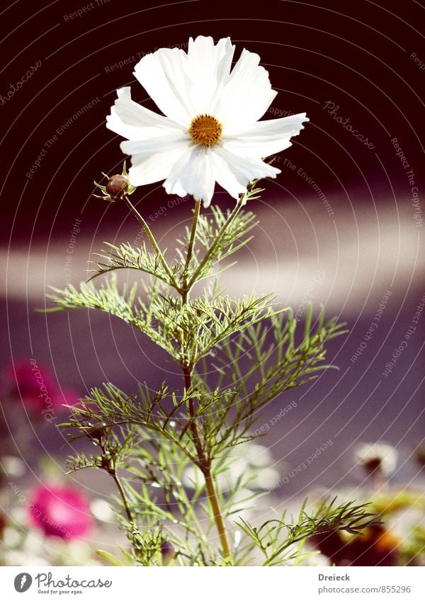 Weisskopf Natur Pflanze Frühling Sommer Blume Blatt Blüte Grünpflanze Duft gelb gold grün orange weiß Farbfoto mehrfarbig Außenaufnahme Schwache Tiefenschärfe