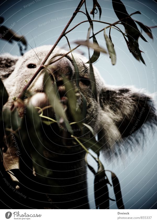 Koala Pflanze Baum Blatt Grünpflanze Eukalyptusbaum Eukalyptusblüte Park Wald Urwald Tier Wildtier Tiergesicht Fell Zoo 1 Essen Fressen füttern Duft exotisch