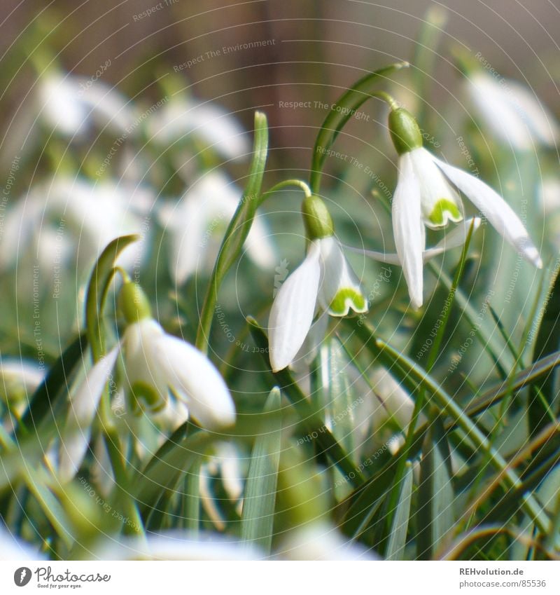 Frühling 1 Schlosspark Schneeglöckchen grün Blume aufwachen Blüte Halm Gras Frühlingsgefühle Blühend Wiese Garten schön winterende Natur Pflanze Freude Aktien