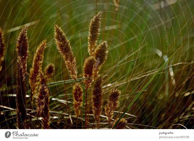 Gras gelb Stengel Halm Ähren glänzend schön weich Rauschen Wiese zart beweglich sensibel federartig Sommer Vergänglichkeit gold orange Wind Pollen rispe rispen