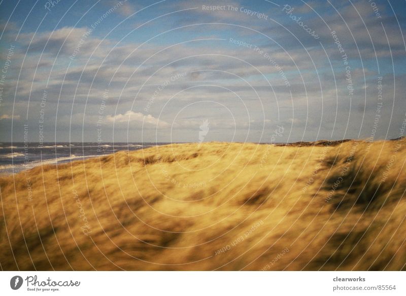 lieblingsplatz Gras Meer Sturm Rasen Strand Küste Stranddüne Dänemark Landschaft Himmel starker wind