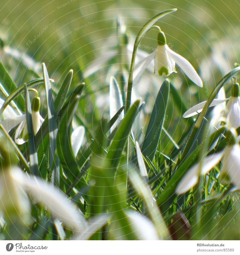 Frühling 2 Schlosspark Schneeglöckchen grün Blume aufwachen Blüte Halm Gras Frühlingsgefühle Blühend Wiese Garten Stein Mineralien winterende Natur Pflanze