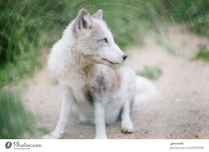 Schneefuchs Tier Wildtier Fuchs weiß Tierjunges Hund Baby rein unschuldig Zoo Farbfoto Menschenleer Textfreiraum links Textfreiraum rechts Tag Tierporträt