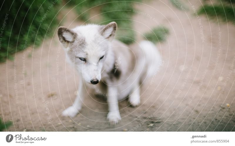 16 zu 9 Wildtier Fuchs Tier Tierjunges wild Ohr weich schön weiß Schnauze Zoo Farbfoto Textfreiraum links Textfreiraum rechts Tag Tierporträt