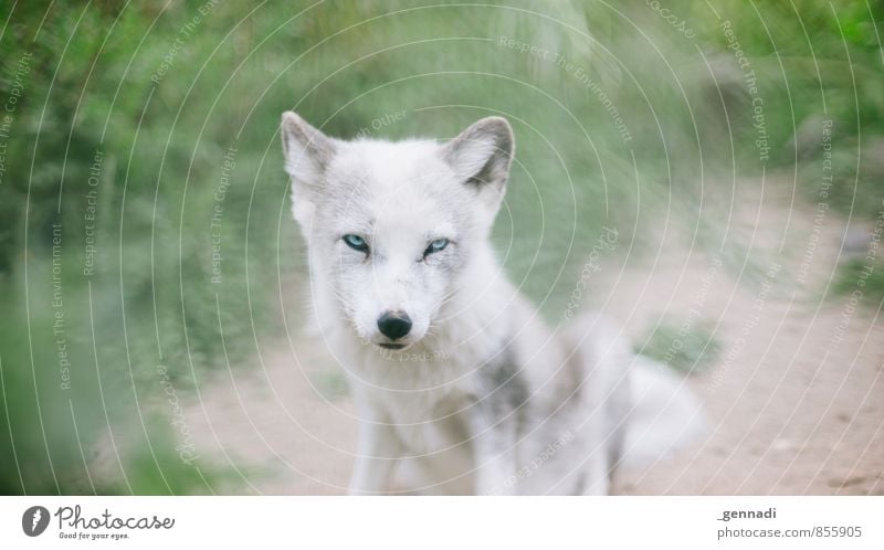 Ganz schön fuchsig der Kleine Tier Wildtier Hund Tiergesicht Fell Zoo Fuchs 1 Tierjunges süß Schneefuchs niedlich weich weiß Auge Pelztier Schutz Farbfoto