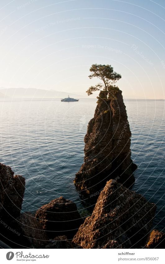 Der Baum und Lady Beatrice Landschaft Wolkenloser Himmel Schönes Wetter Felsen Wellen Küste Bucht Meer Schifffahrt Jacht Motorboot ästhetisch schön