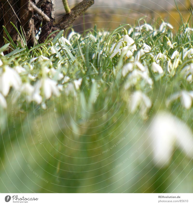 Frühling 3 mehrere Schlosspark Schneeglöckchen grün Blume aufwachen Blüte Halm Gras Frühlingsgefühle Blühend Wiese Garten Mauer Park viele winterende Natur