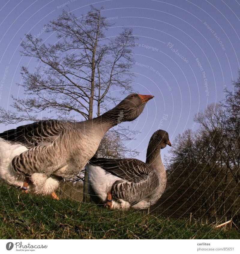 noch zwei dumme Gänse Gans Landleben Bauernhof Gänsebraten Landwirtschaft Ranch Gras Stall Wiese Froschperspektive Frühling Gänsehaut Ernährung Vogel