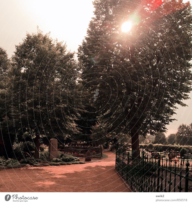 Ruhestätte Baum Friedhof Grab Gedenkstein Gitter Zaun Gußeisen See Sachsen Lausitz Deutschland Wege & Pfade leuchten Freundlichkeit groß hell ruhig Hoffnung