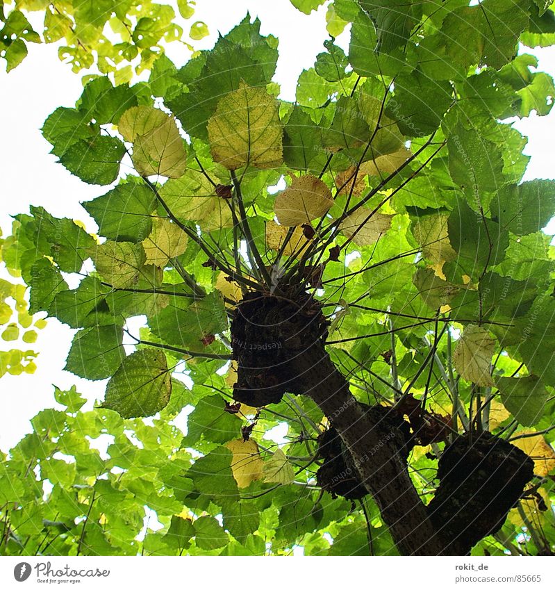 Saftiges Grün Blatt rund grün gelb Blätterdach Dach Eltville Baumstruktur Baumstamm Kuppeldach Sommer Garten Park kurfürstliche Burg oben hoch geschlossen