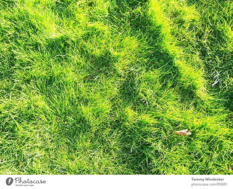 Grünphase Ludwigshafen Wiese Gras Sommer Frühling grün Bergwiese Waldwiese saftig giftgrün Liegewiese Feld Futter Halm anschaulich Stroh Dorfwiese Waldlichtung