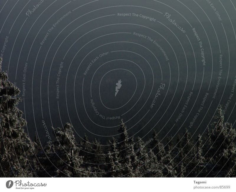 Wo Schneegeister wohnen ... Wald dunkel Tanne Nadelbaum Stimmung Nebel geisterhaft unheimlich Mittelgebirge Winter grau Gefühle Jahreszeiten Landschaft Harz