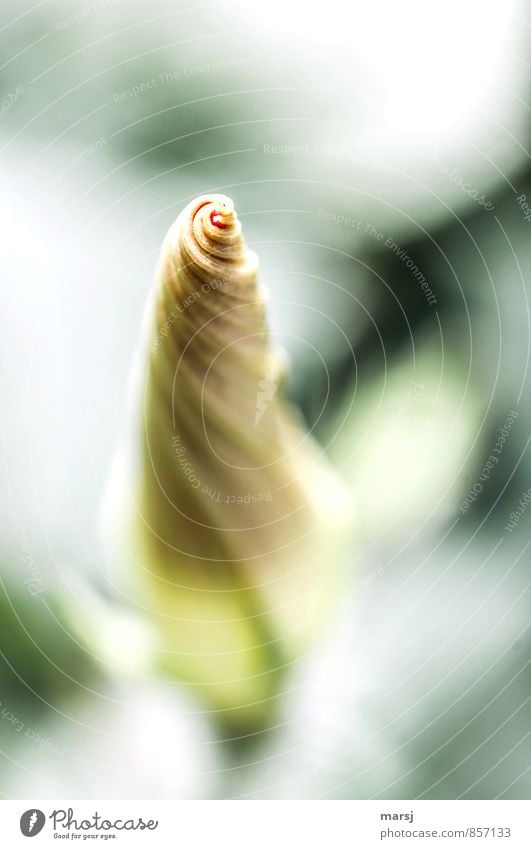 Spiralförmig verschlossen Natur Pflanze Frühling Sommer Blüte Nutzpflanze Blütenknospen Winde Linie Spirale drehen leuchten träumen Wachstum ästhetisch Duft