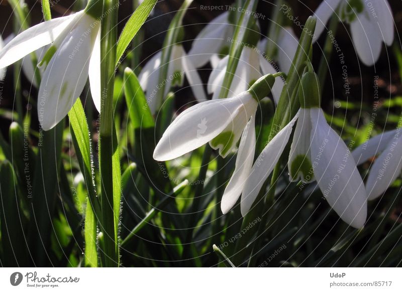 Schnee-e-glöckchen, Weißröckchen, e-es ist Frühlingszeit, ... mehrere Schneeglöckchen Frühblüher grün weiß lichtvoll Makroaufnahme Nahaufnahme viele