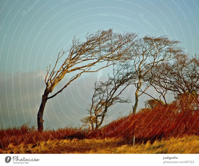 Windflüchter Sträucher Gras Herbst Fischland-Darß-Zingst Weststrand Leidenschaft Wald Waldrand schön Baumstamm grün Wiese Winter Strand Küste Himmel Ostsee