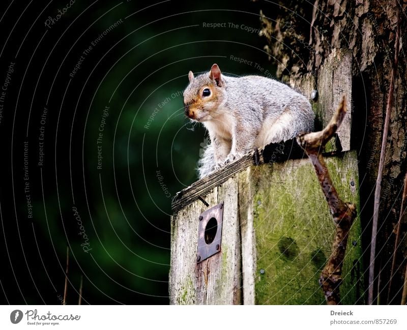 Warten wir es ab Tier Tiergesicht Eichhörnchen 1 Holz warten niedlich oben braun grün weiß Farbfoto Außenaufnahme Tag