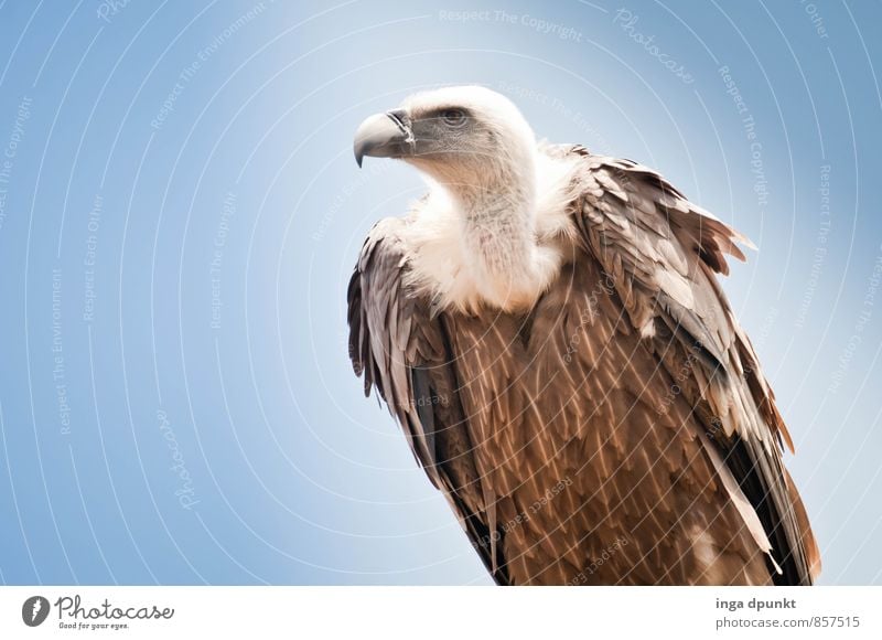 Keine Feier ohne Geier Umwelt Natur Tier Himmel Wildtier Taube Greifvogel Aasfresser 1 sitzen Stolz Symbole & Metaphern stark Kraft Israel Wildpark Farbfoto