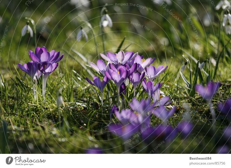 Krokusse und Schneeglöckchen Gras Wiese Frühling Blume Blüte grün Beet Blühend Blumenbeet Pollen in voller blüte Rasen voll aufgeblüht