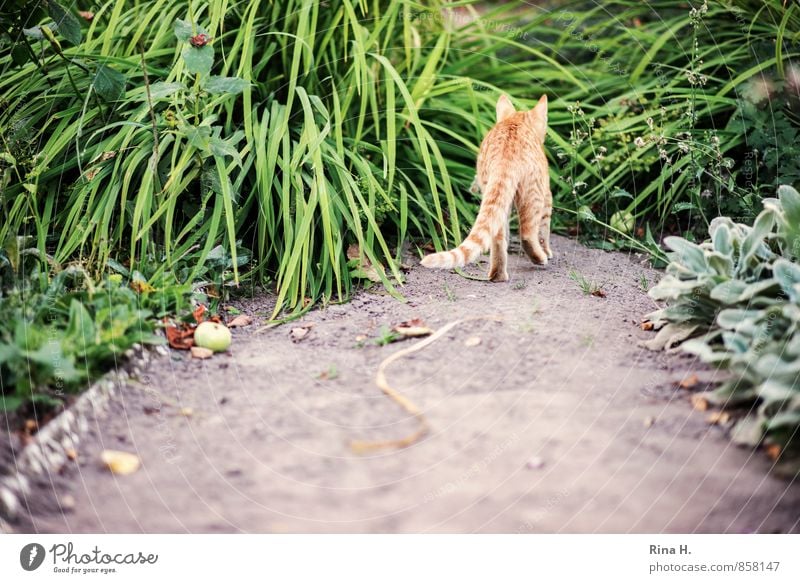 Streuner Sommer Pflanze Gras Garten Wege & Pfade Katze gehen natürlich Sandweg Gartenweg Herumtreiben pirschen schleichen Farbfoto Außenaufnahme Menschenleer